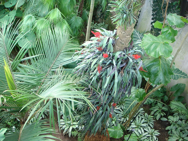 323 Longwood Gardens [2008 August 23].JPG - Longwood Gardens in Pennsylvania